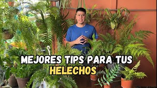 Los mejores TIPS para tus HELECHOS mira [upl. by Ahsyat148]