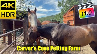 Carvers Cove Petting Farm [upl. by Eisoj]