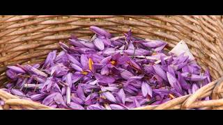 Saffron from San Gimignano  a food and wine tour in Tuscany [upl. by Annid]