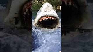 Largest fish attack water shorts youtubeshorts wildlife animals trendingreels [upl. by Anitnauq]