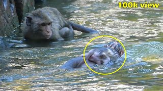 OMG  Youngest mother JULINA monkey bring her baby to drowne in deeply water [upl. by Levenson805]