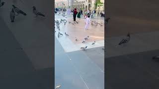 masjid nabawi live  roza rasool ka androni manzar  madina sharif [upl. by Attekal144]