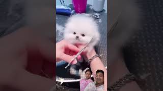 Cute Teacup Puppy Bathing and Grooming  Pet lovers [upl. by Nanah]