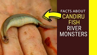 Candiru Fish river monsters Amazing facts about Candiru Fish feedingsize and life cycle for kids [upl. by Siravart]