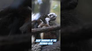 Baby endangered Cottontop Tamarins at Floridas BrevZoo [upl. by Adia]