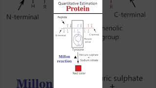 Millon and Folin Ciocalteu reaction csirnet iitgate iitjam [upl. by Blaire]