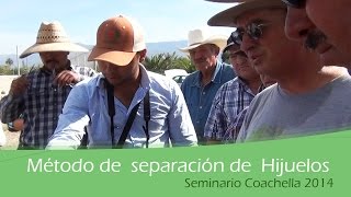 Método de separación de Hijuelos Seminario Coachella 2014 [upl. by Sivam279]