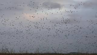 Geese fill up sky near Gueydan [upl. by Derinna]