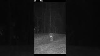 Coyotes on the Prowl Glowing Eyes and Night Sounds  Wild Arkansas [upl. by Suilenrac537]