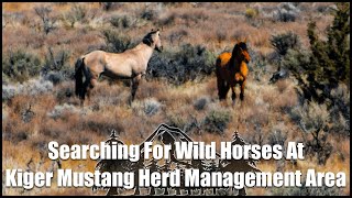 Searching For Wild Horses At Kiger Mustang Herd Management Area [upl. by Hteboj214]