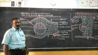 Botany dicotyledon leaf internal structure [upl. by Colas]