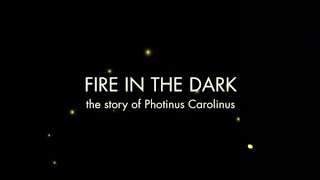 Fire In The Dark the Story of Photinus Carolinus  Trailer [upl. by Nihsfa]