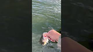 Lake Silverwood CA Fishing  Largemouth Bass Catch is too Small 😂 shorts fishing [upl. by Nileuqcaj]