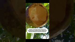 Alsomitra Macrocarpa cucumber plants plant java jungle seeds distribution shortvideo shorts [upl. by Wiebmer336]