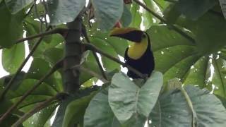 Blackmandibled toucan in Costa Rica [upl. by Fidellas]