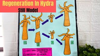 Regeneration in Hydra Still Model Project  DIY Science Project model  Exhibition model for school [upl. by Daisey473]