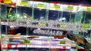 REVIEW HARGA IKAN CHANNA BANYAK PILIHAN IKAN CHANNA DI LAPAK BANG GONZALES HARGA MULAI DARI 60K [upl. by Kori]