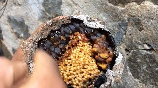 Taking Cheruthen  stingless BeesMalayalam [upl. by Sadick]