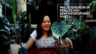 Grow Philodendron in Perlite Mix  Semi Hydroponic Part 2 [upl. by Gerg319]