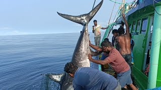 200கிலோ மார்லின் மீனை தண்ணில பாஞ்சி புடிச்சாச்சுDEEPSEA BLUE MARLIN FISH CATCHING LIVE [upl. by Alleuqcaj]