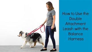 The Perfect Leash for Strong Pullers  How to use the Double Attachment Leash w the Balance Harness [upl. by Elleirol]