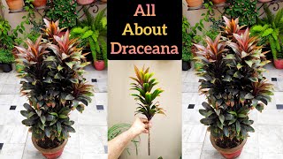 Dracaena growing tips How to make Dracaena plant bushy Dracaena care amp cutting propagation [upl. by Ninetta]