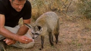 BatEared Foxes Can Astoundingly Hear Insects Digging Underground [upl. by Laved529]