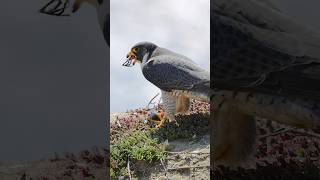 Peregrine Falcon eats a bird’s foot shorts [upl. by Ahsenaj]