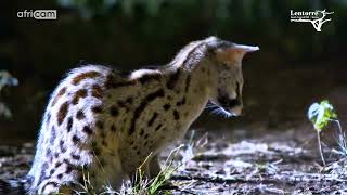 Gorgeous Genet Hunting At Lentorre Lodge [upl. by Carvey134]