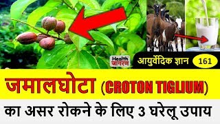 जमालघोटा का असर रोकने के लिए 3 घरेलू उपाय  Croton Tiglium Cure Home Remedies [upl. by Calendra]