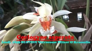 Anggrek Coelogyne asperata [upl. by Penelopa]