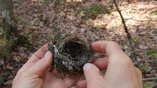 Nature Moments How to Build a Birds Nest [upl. by Enaamuj962]