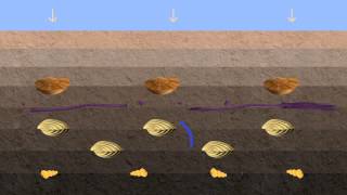 Vidéo fossilisation [upl. by Yrrehc]