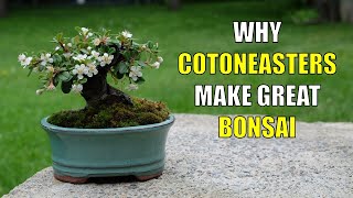 Why Cotoneasters Make Great Bonsai for Beginners [upl. by Aelak]