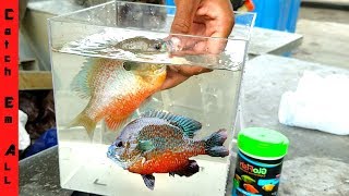 SUNFISH AQUARIUM New GLOWFISH Species [upl. by Tipton249]