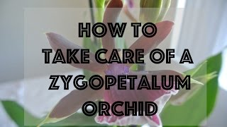 ORCHID CARE  How to take care of a Zygopetalum Orchid [upl. by Asilef]