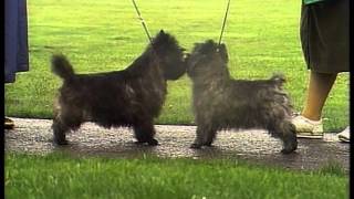 Cairn Terrier  AKC Dog Breed Series [upl. by Airot]