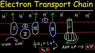 Electron Transport Chain  ATP Synthase Chemiosmosis amp Oxidative Phosphorylation [upl. by Atiuqihs]