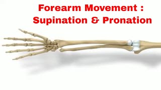 How To Get The Perfect Forearm PronationSupination For Your Workout [upl. by Yasdnyl198]