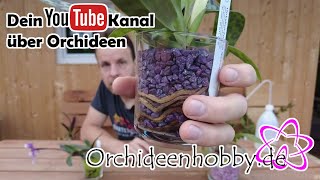 Frauenschuh Orchideen im Glas amp Colomi  Orchideenhobbyde [upl. by Koziara]