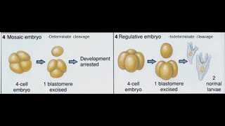 Determinate cleavage Indeterminate cleavage [upl. by Eiznek]