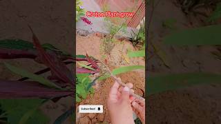 Propagation of Croton Plant exoticplants propagation plantcare croton shorts youtubvideo [upl. by Leonor]