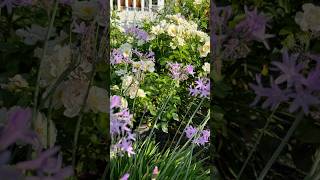 Wednesday blooms and a skipper🌿floridagardening zone10 blooms garden flowers flores [upl. by Jacinto664]