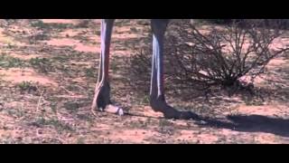 Ostrich beat up monkey man and hyaena YouTube [upl. by Ttocs881]