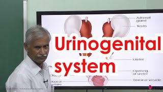 52Zoology  Organs amp Organ system in animals  Urinogenital system [upl. by Attebasile]