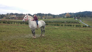 Riding a Percheron draft horse for the first time [upl. by Niawd229]