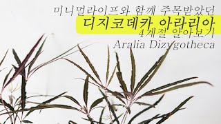 미니멀라이프와 어울리는 디지고데카 아라리아아랄리아 indoor plant care Aralia Dizygotheca [upl. by Yzmar703]