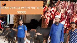 মায়ের দোয়াতে দেশাল গরু আনা হয়েছে  beef market beef price in Bangladesh [upl. by Studner]