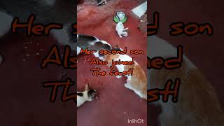 Feeding Dolly and her 3 newborns cat kitten catsandsoup catlover straycat straypet cute [upl. by Drazze]