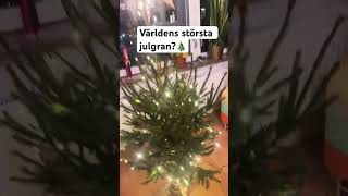 Världens största julgran christmas merrychristmas storjulgran subscribe viralshorts jul [upl. by Meli]